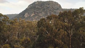 A kangaroo in a grassy field with a mountain in the background. - Hollow Mountain Getaway 1 by Tiny Away (Laharum)