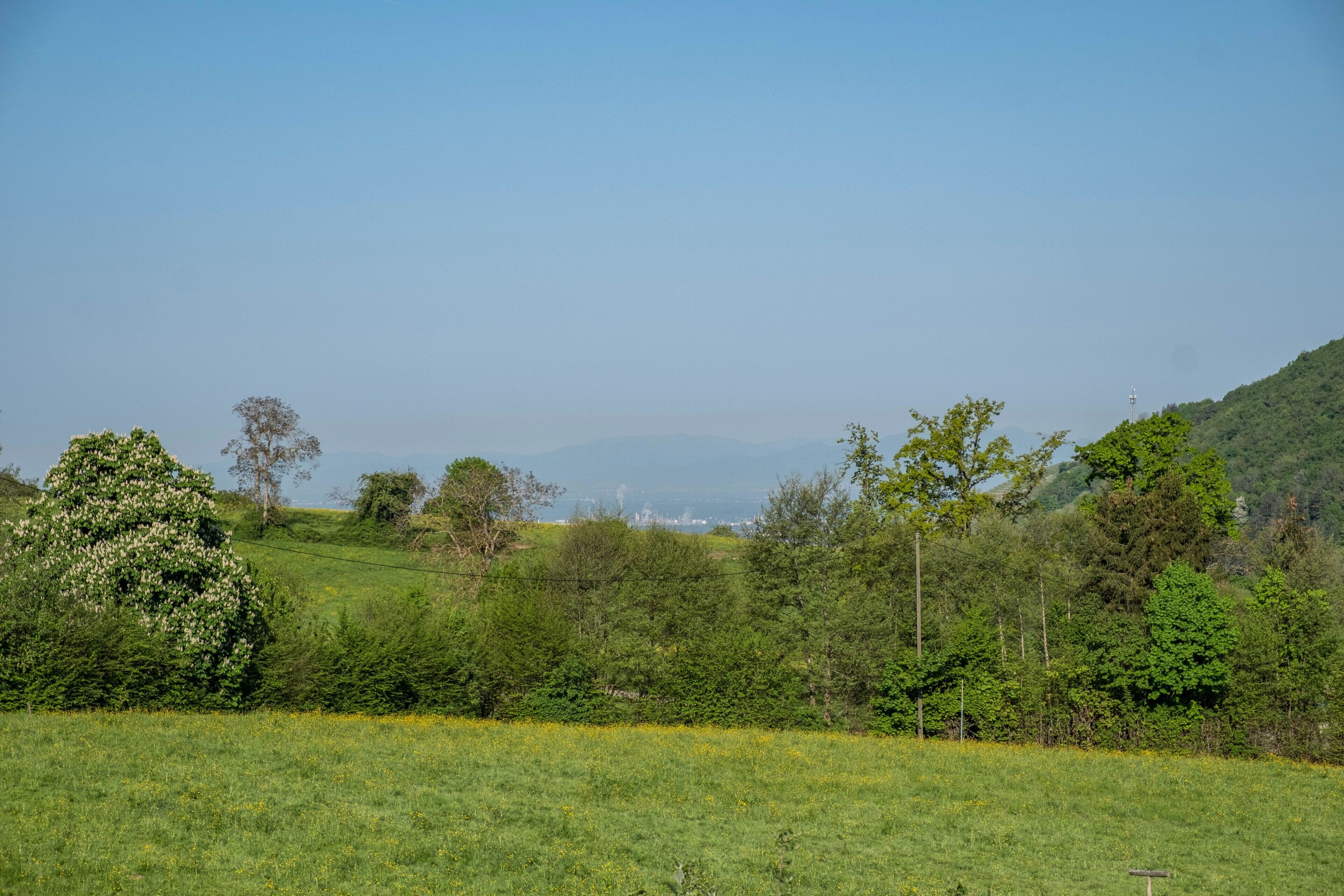Ländliche Landschaft mit einem Feld, Bäumen und einer entfernten Bergsicht.