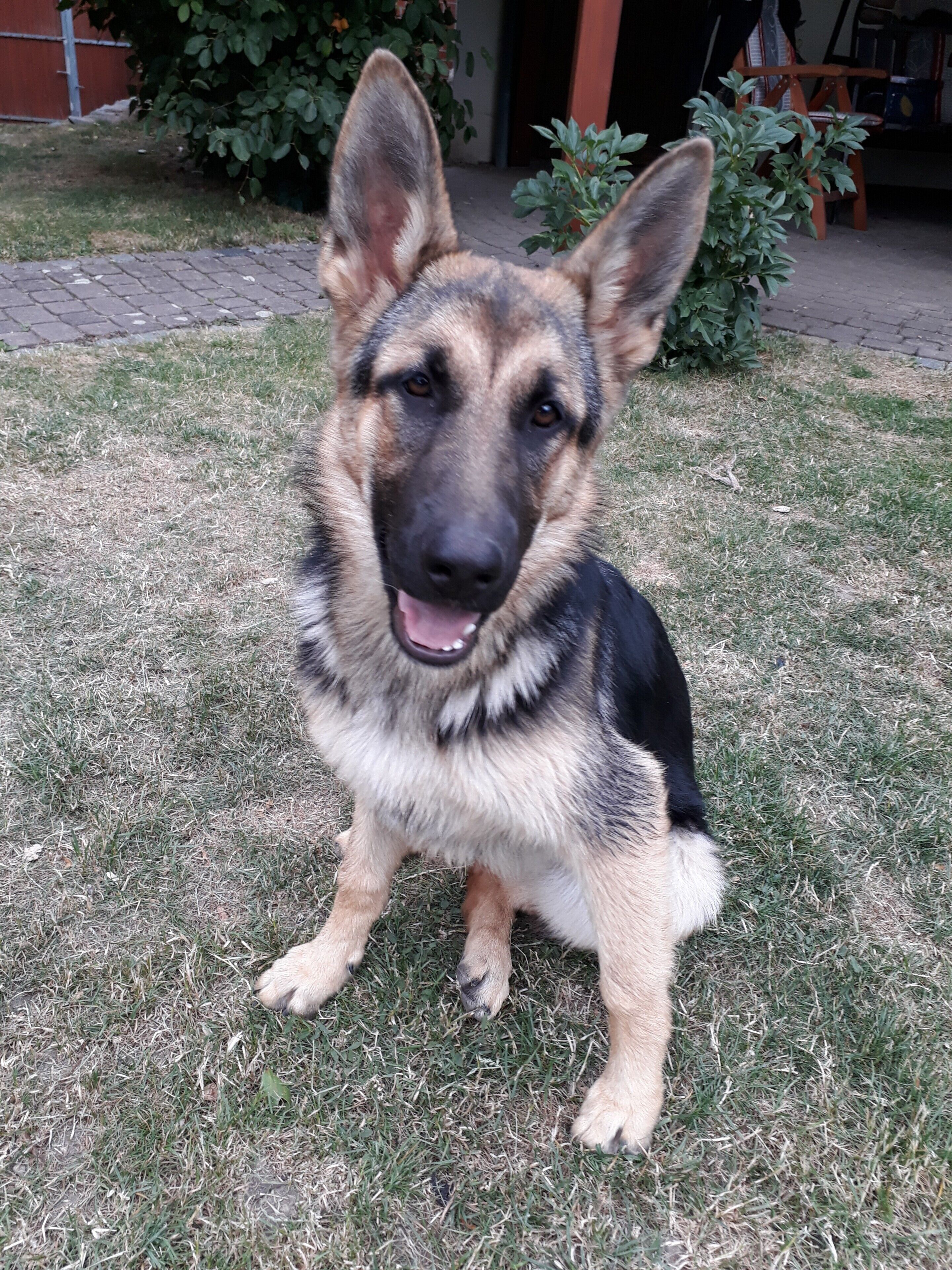 A German Shepherd dog sitting on grass.