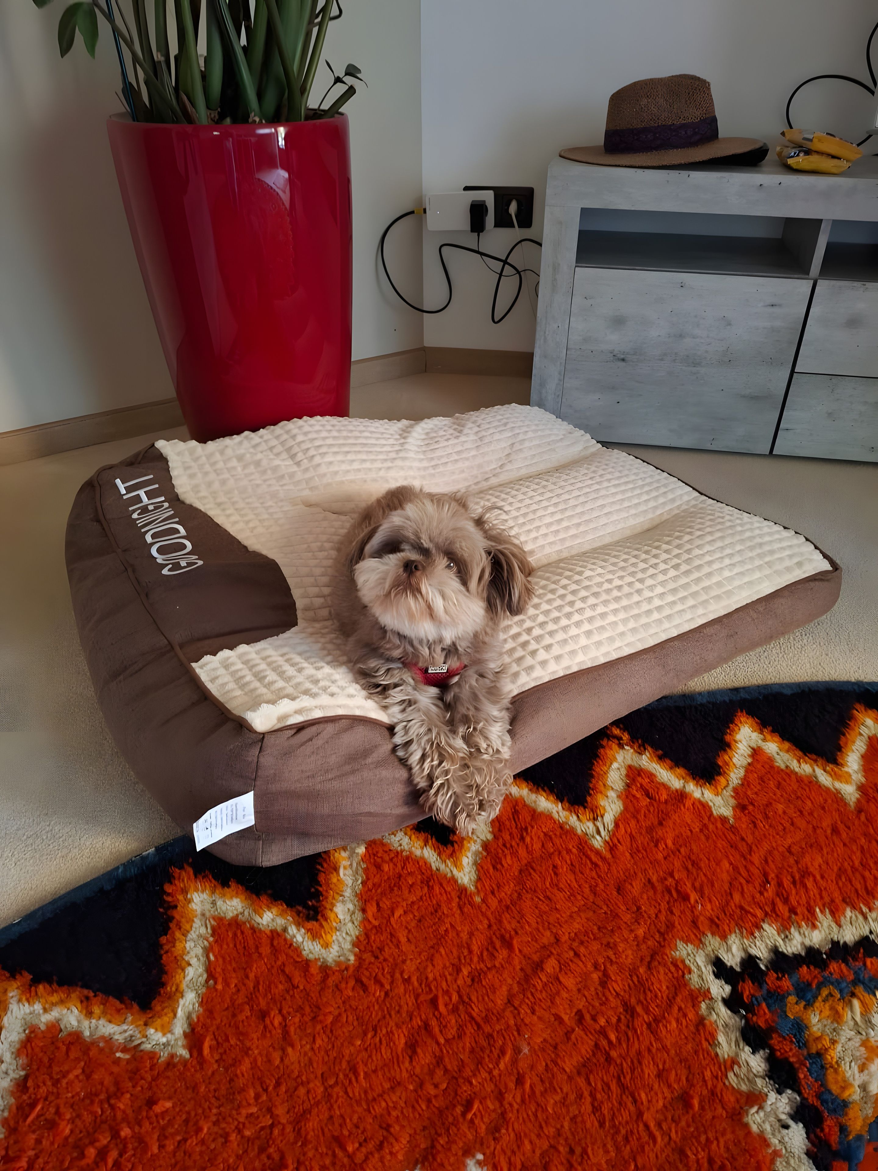A small dog resting on a pet bed with a tag, a red potted plant, and a hat on a table in the background.