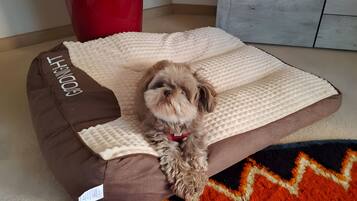 A small dog resting on a pet bed with a tag, a red potted plant, and a hat on a table in the background.