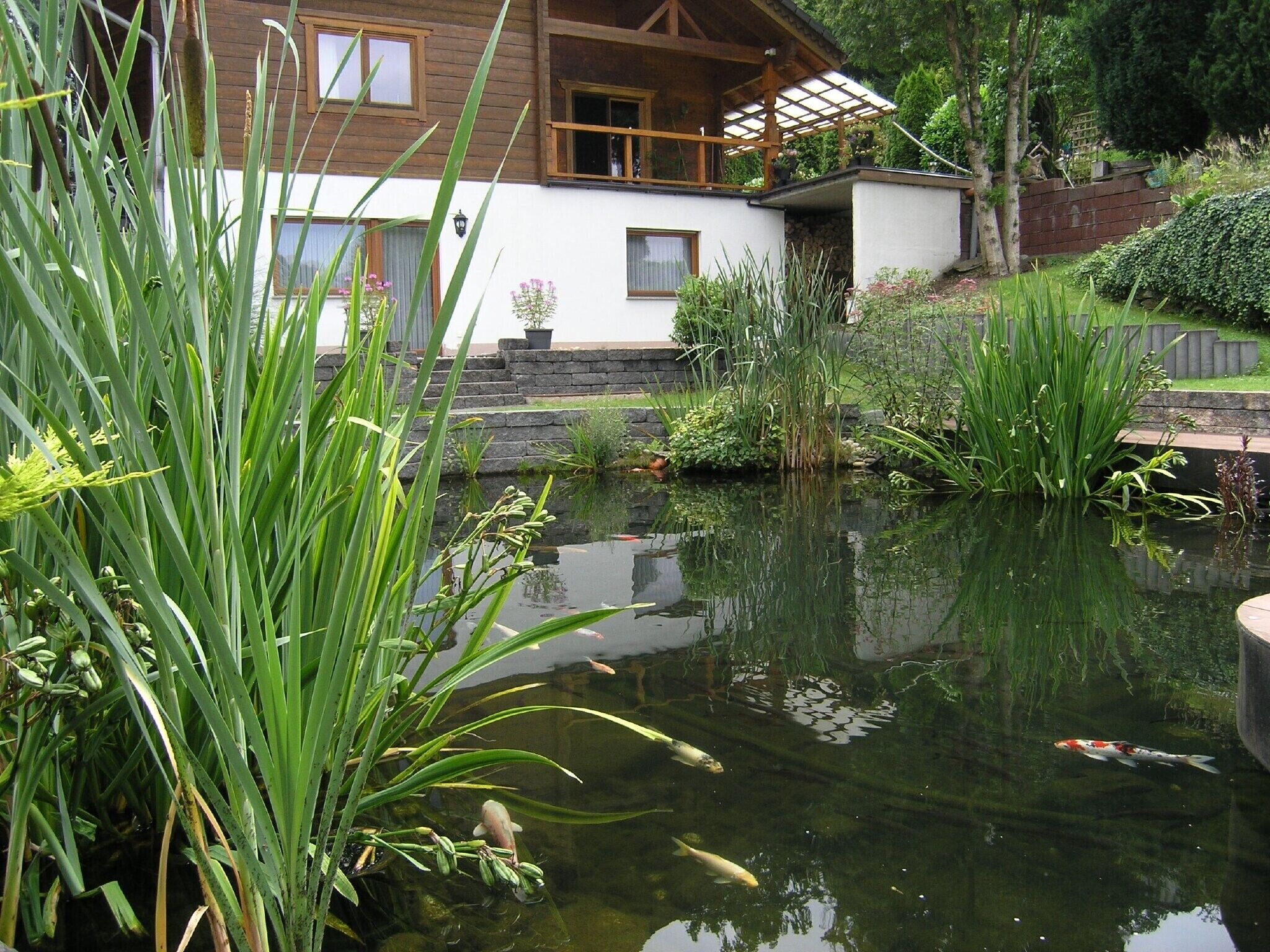 A pond with koi fish, surrounded by lush greenery and a wooden house with a balcony.