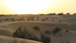 Paisaje desértico con dunas de arena y vegetación escasa.
