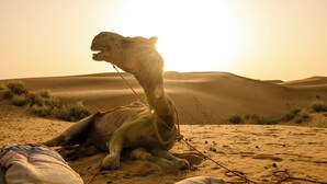 Un camello descansando en el desierto, con dunas de arena al fondo.