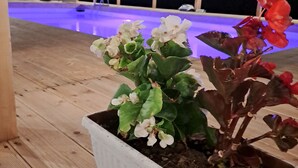 A potted plant with white and red flowers on a wooden deck. - descrizione (Fontana Nuova)