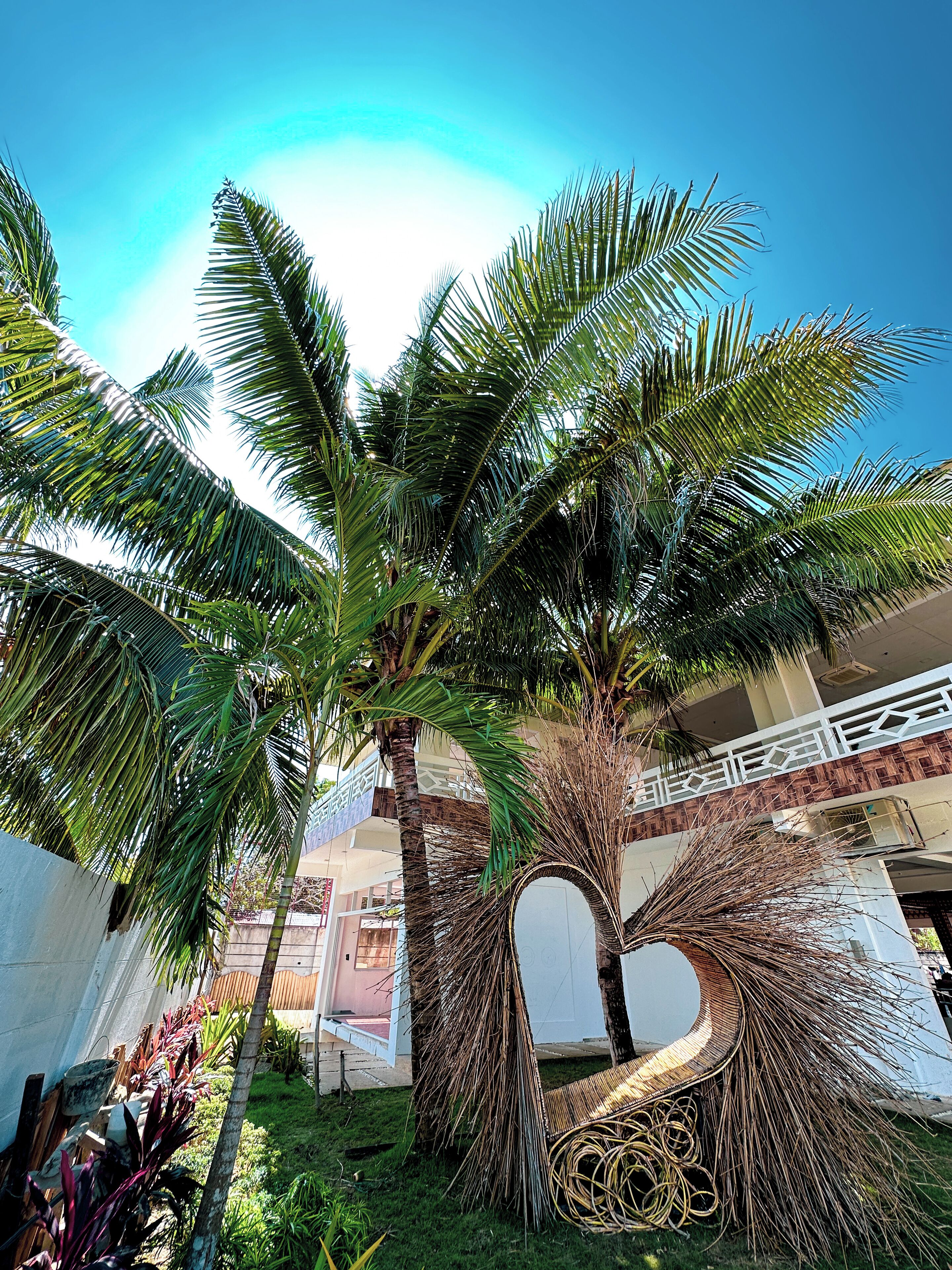 A palm tree in a garden with a heart-shaped structure made of branches.