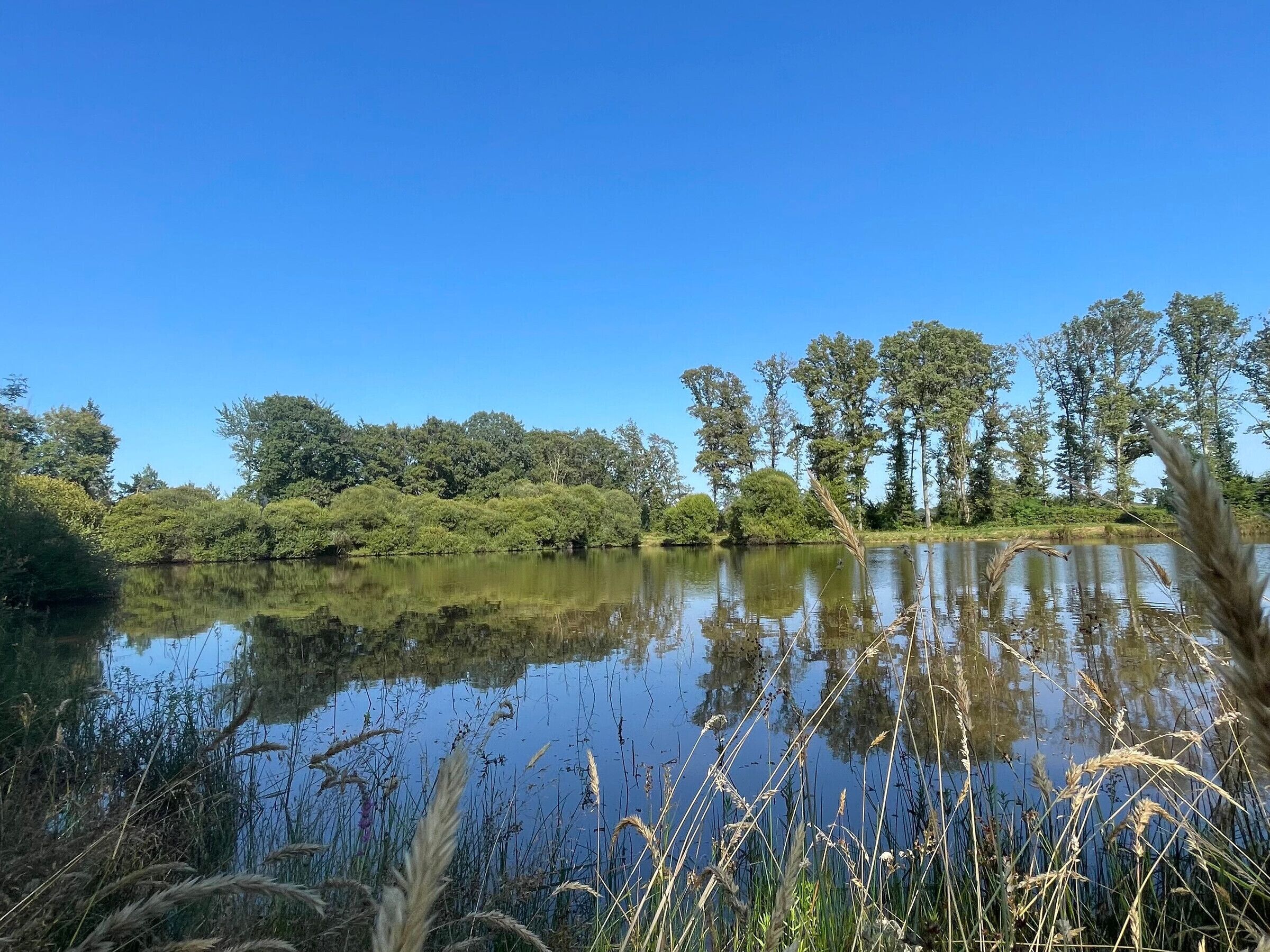 Un lago tranquilo rodeado de árboles frondosos y altas hierbas.