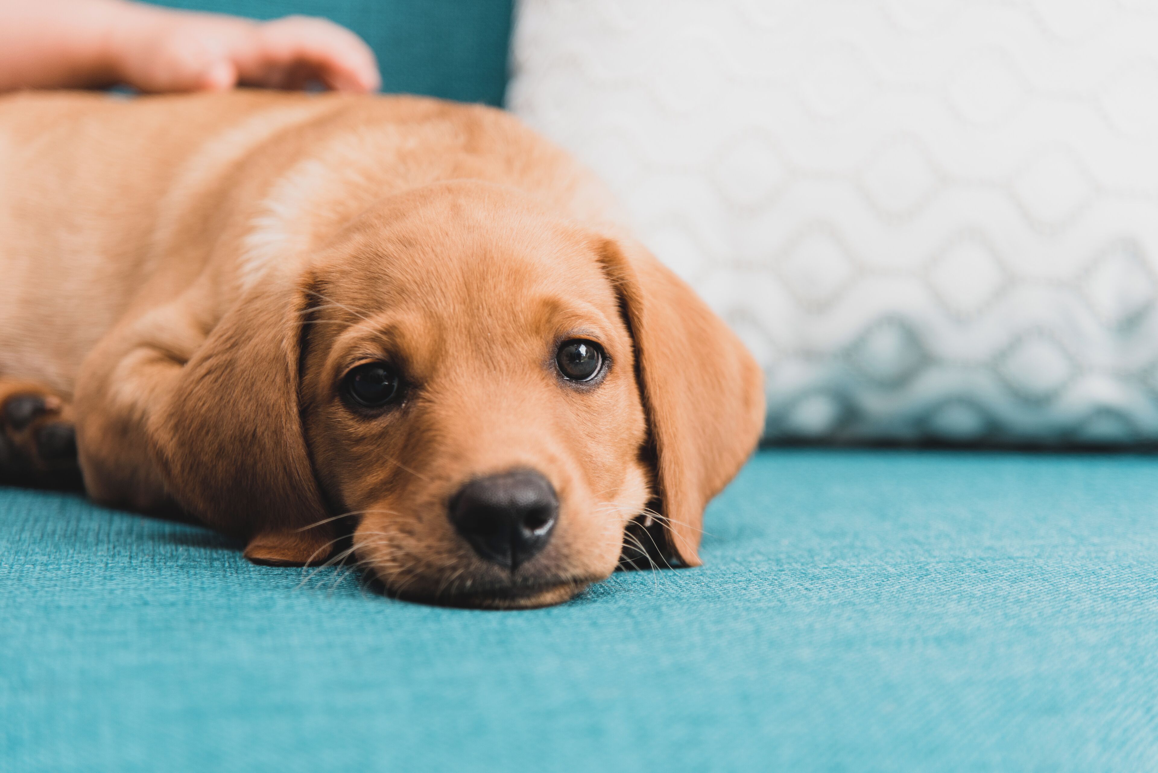 A close-up of a brown puppy lying on a teal surface.