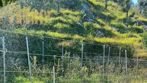 Une table à manger, dressée avec différents plats et un menu, se détache sur un paysage vallonné et luxuriant, visible à travers une fenêtre.