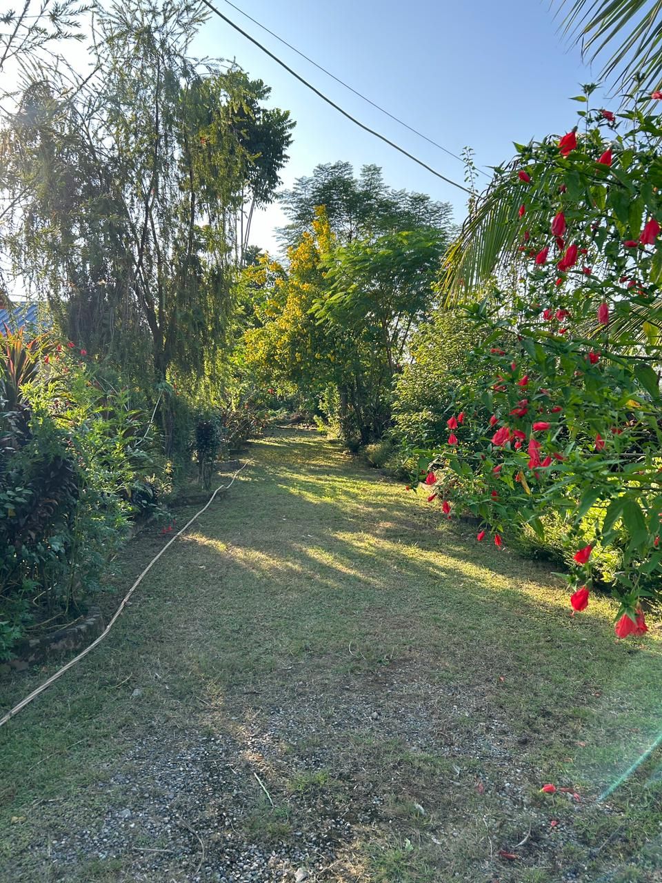 Un sendero en un jardín con plantas y árboles variados, un área cubierta de césped y una manguera de jardín a la vista.