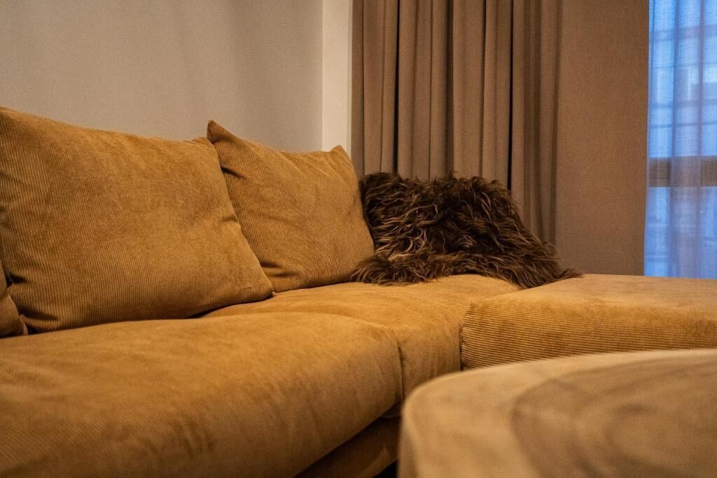 Et værelse med en sofa og en seng, begge i sennepsfarve.