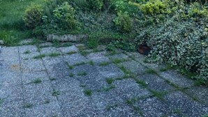 Een besloten tuin met een grindpad, weelderige begroeiing en een wit huis op de achtergrond.