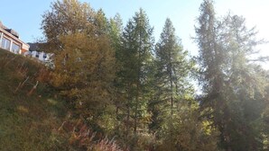 Une colline boisée, avec des arbres denses, et un bâtiment visible au loin.