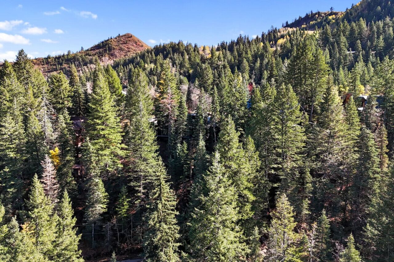 A dense forest of tall evergreen trees with a mountain in the background.