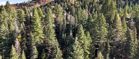 A dense forest of tall evergreen trees with a mountain in the background.
