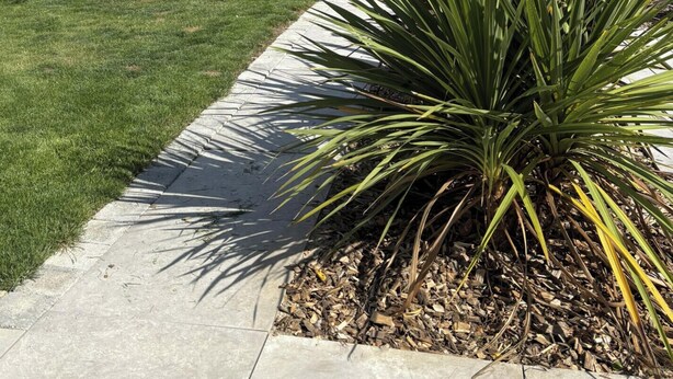 A pathway leading to a building with a metal exterior, a small tree, and a large yucca plant. - Industrial-style B&B in Peuplingues (Peuplingues)