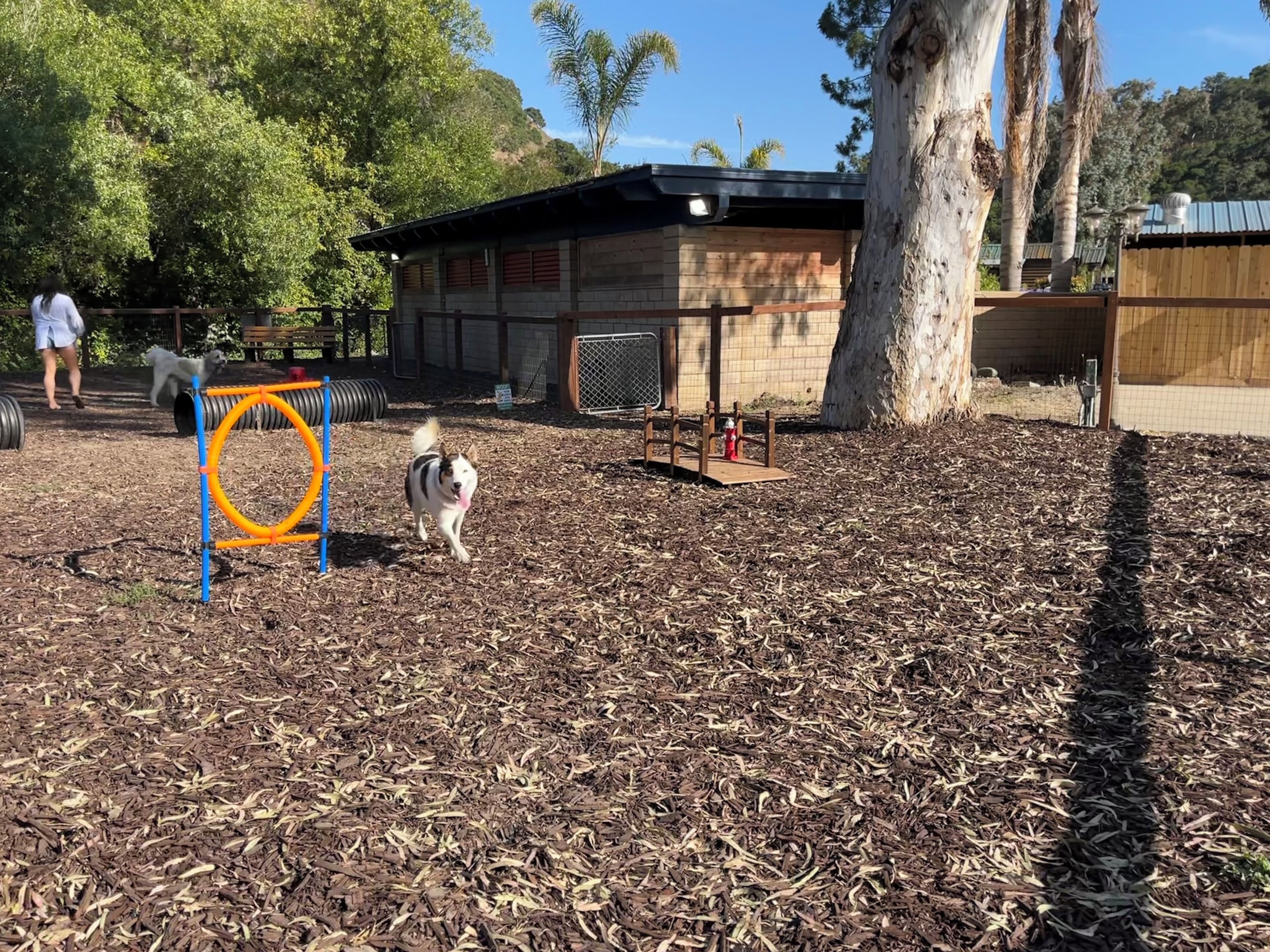 Parque canino com área cercada, estrutura de madeira e uma árvore.