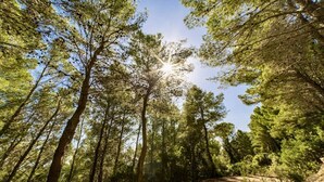 A forested area with tall trees and a dirt path. - Porto Corallo Two-room apartment 4 beds (Villaputzu)