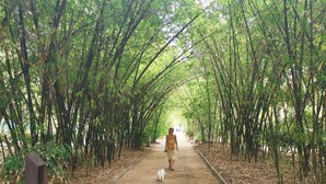 A pathway lined with tall bamboo trees, leading to a distant view.