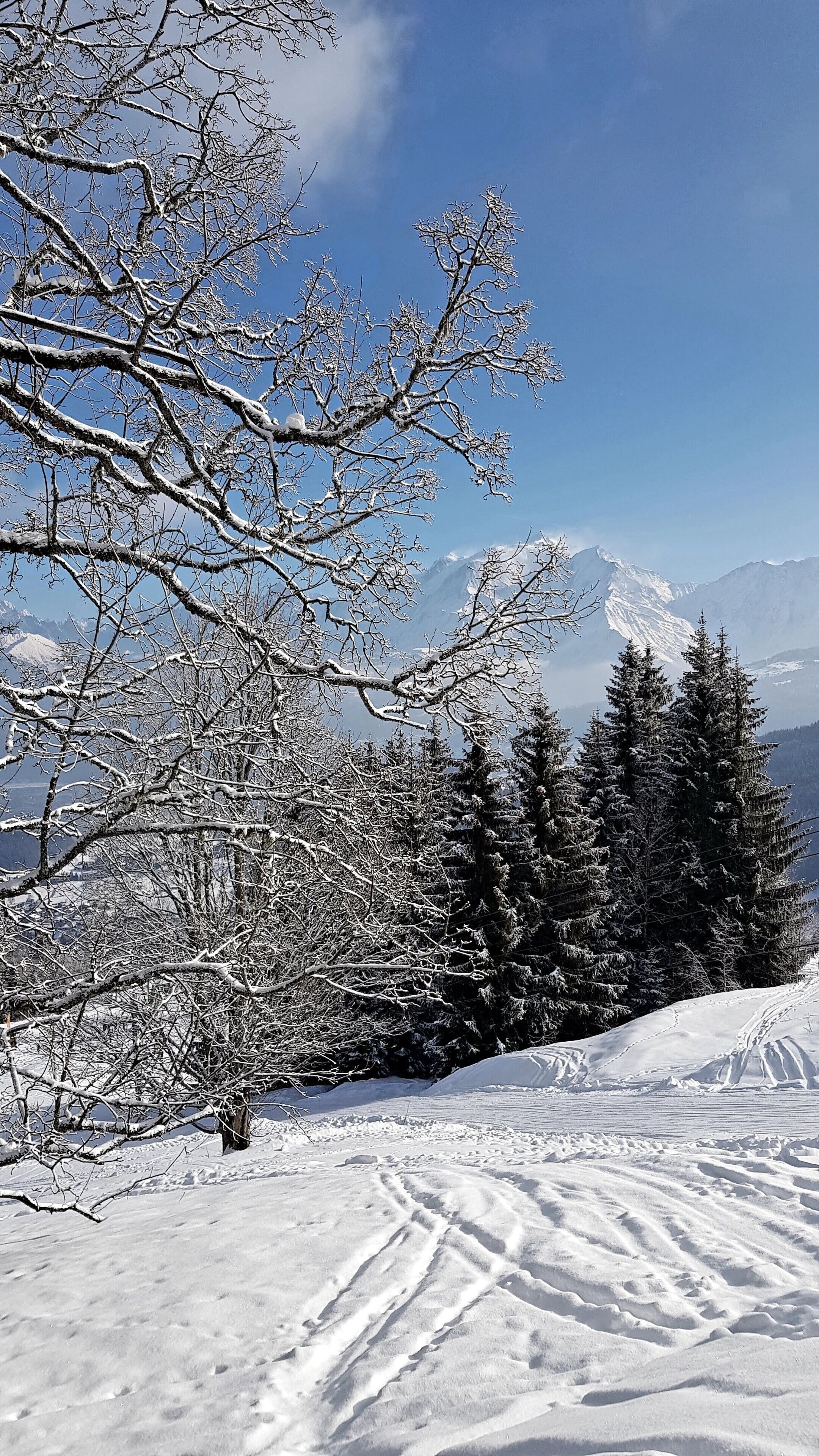 Schneebedeckte Landschaft mit Bäumen und wolkenlosem Himmel.