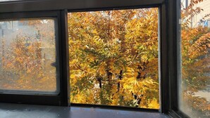 Una ventana con vistas a follaje otoñal y un edificio al fondo.