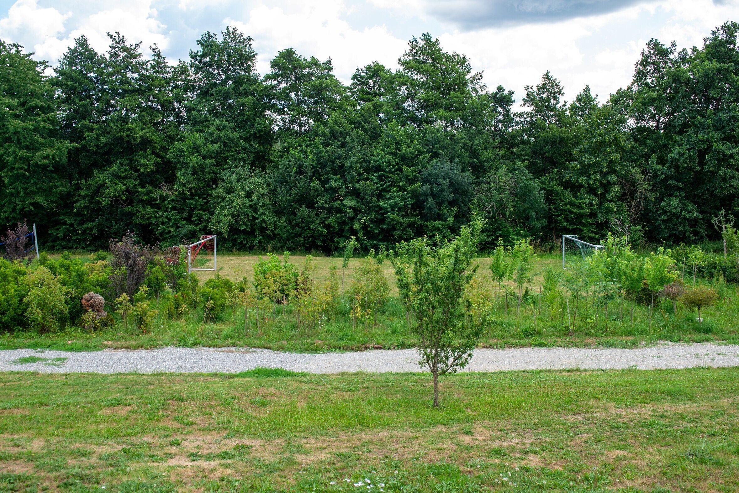 A grassy field with a small tree, a gravel path, and dense forest in the background.
