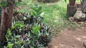 A garden with a variety of plants, a tree, and a stone pathway. - Shalakwe Hills-Inn Guesthouse (Kasane)