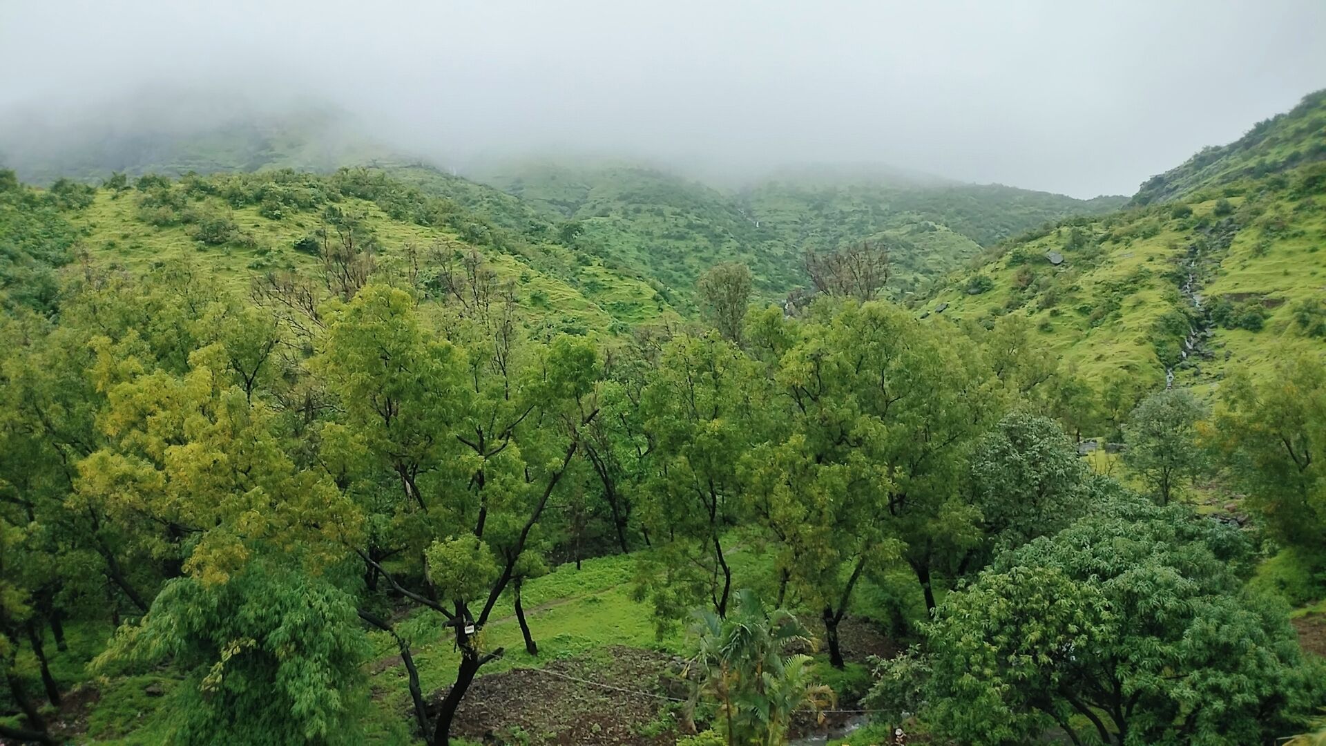 Ein üppiges, grünes Tal mit dichter Vegetation und Hügeln im Hintergrund.