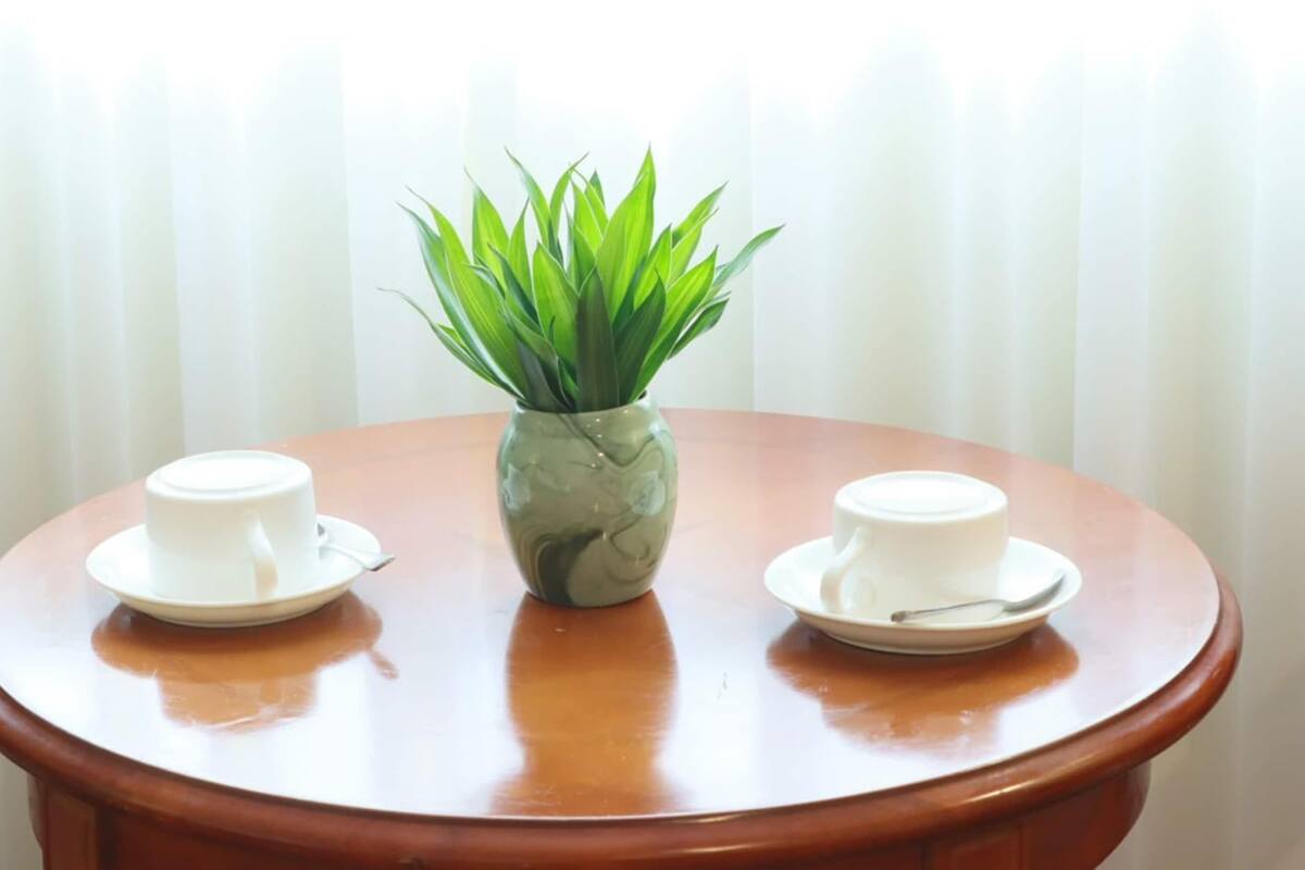 Une table ronde en bois, avec deux tasses et soucoupes blanches, une plante verte dans un vase et un rideau blanc en arrière-plan.