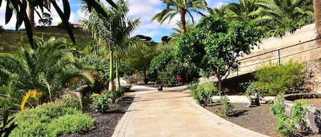 Room, 1 Bedroom, Terrace, Mountain View | Property grounds