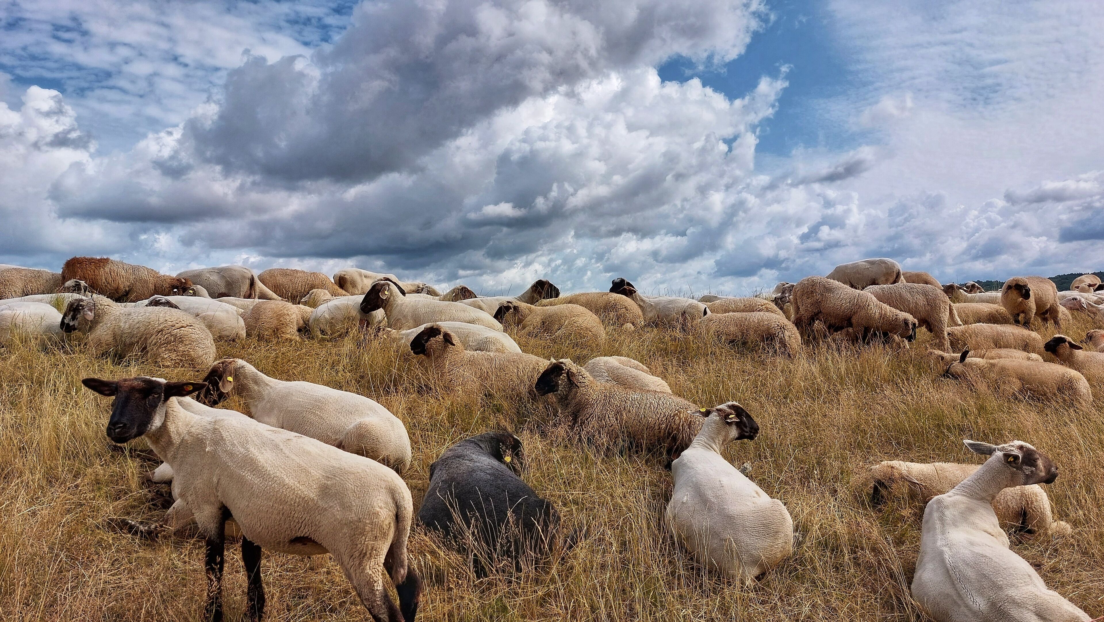 A flock of sheep grazing in a field with a cloudy sky in the background.