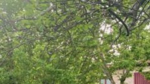 Un quartiere residenziale con una casa, un prato e un giardino.