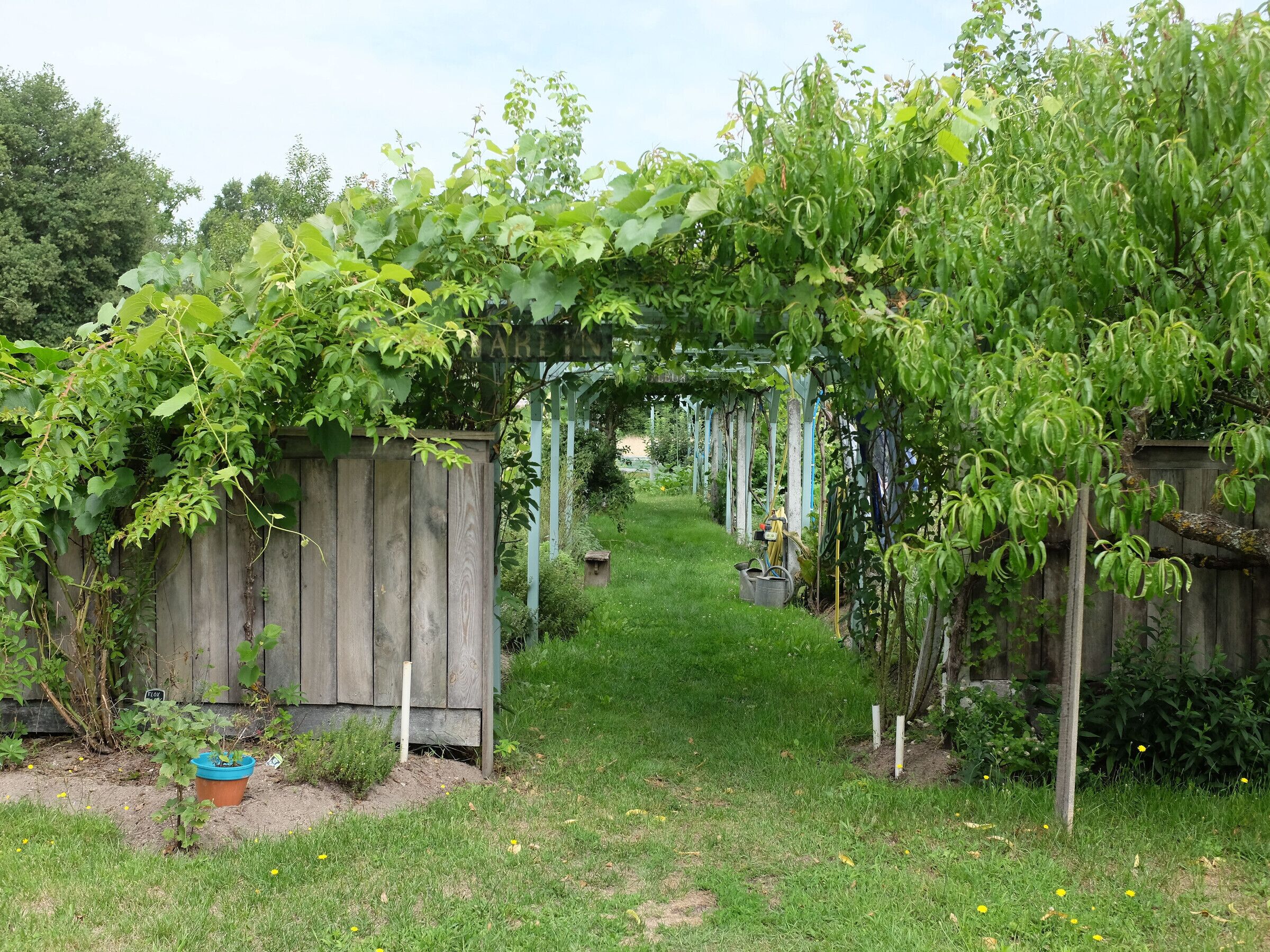 Puinen aita ja köynnöskasveilla peitetty pergola reunustavat puutarhapolun.