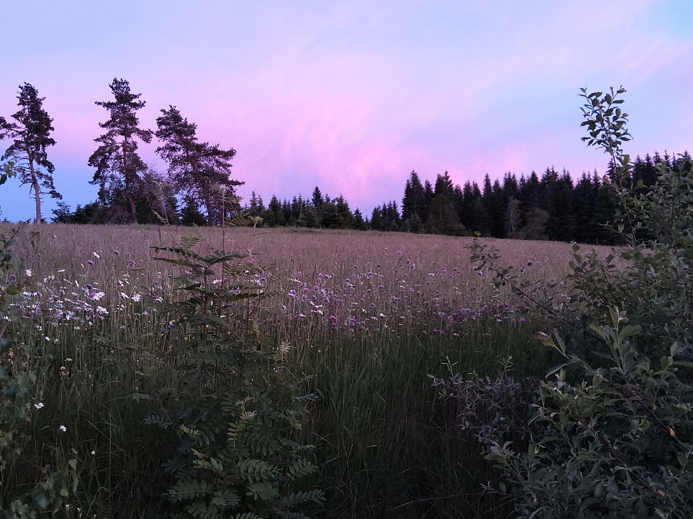 Un campo con hierba alta y flores silvestres, rodeado de árboles y un cielo despejado.
