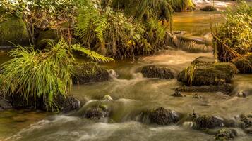 A natural stream with rocks and ferns.
