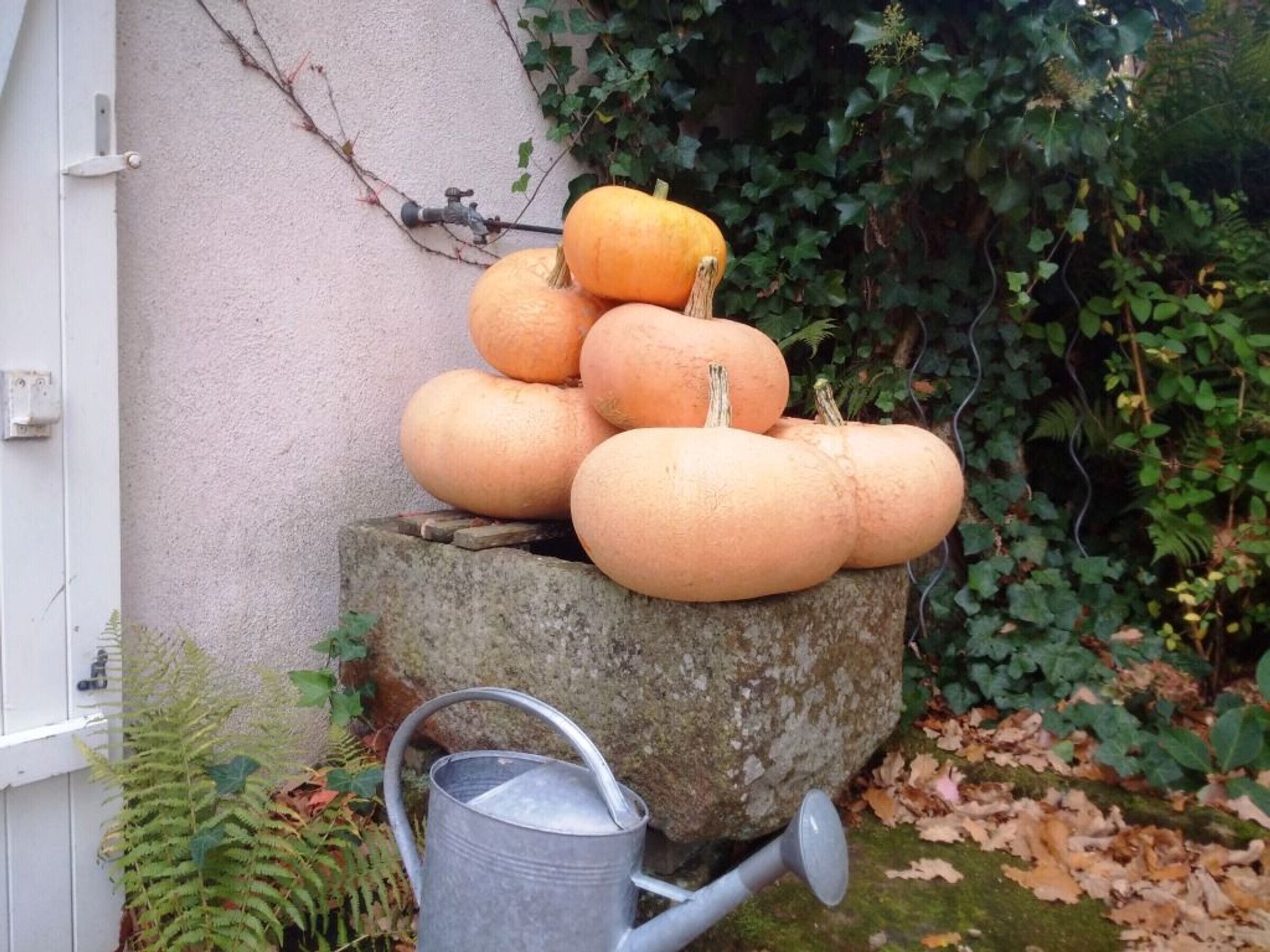 Een kruiwagen met pompoenen en een metalen gieter.