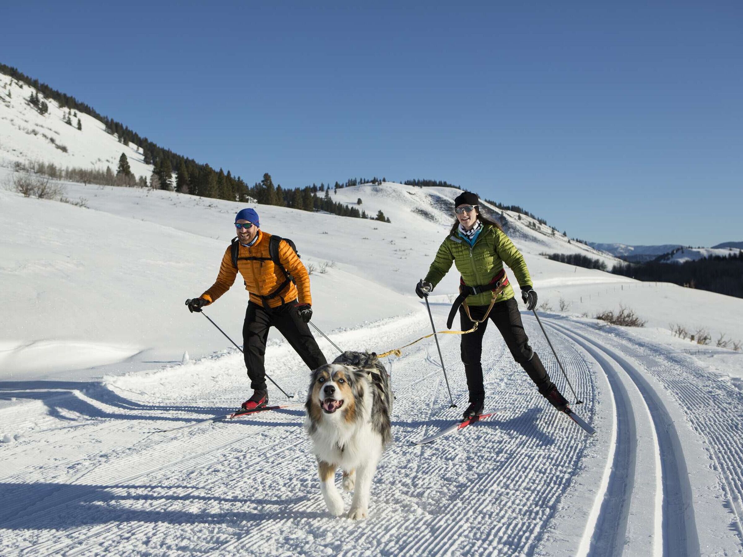 Två personer åker längdskidor på en snötäckt stig tillsammans med en hund.