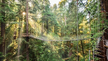 The #RedwoodSkywalk (Skybridge, walk in the clouds!) in Eureka is visible from our front window