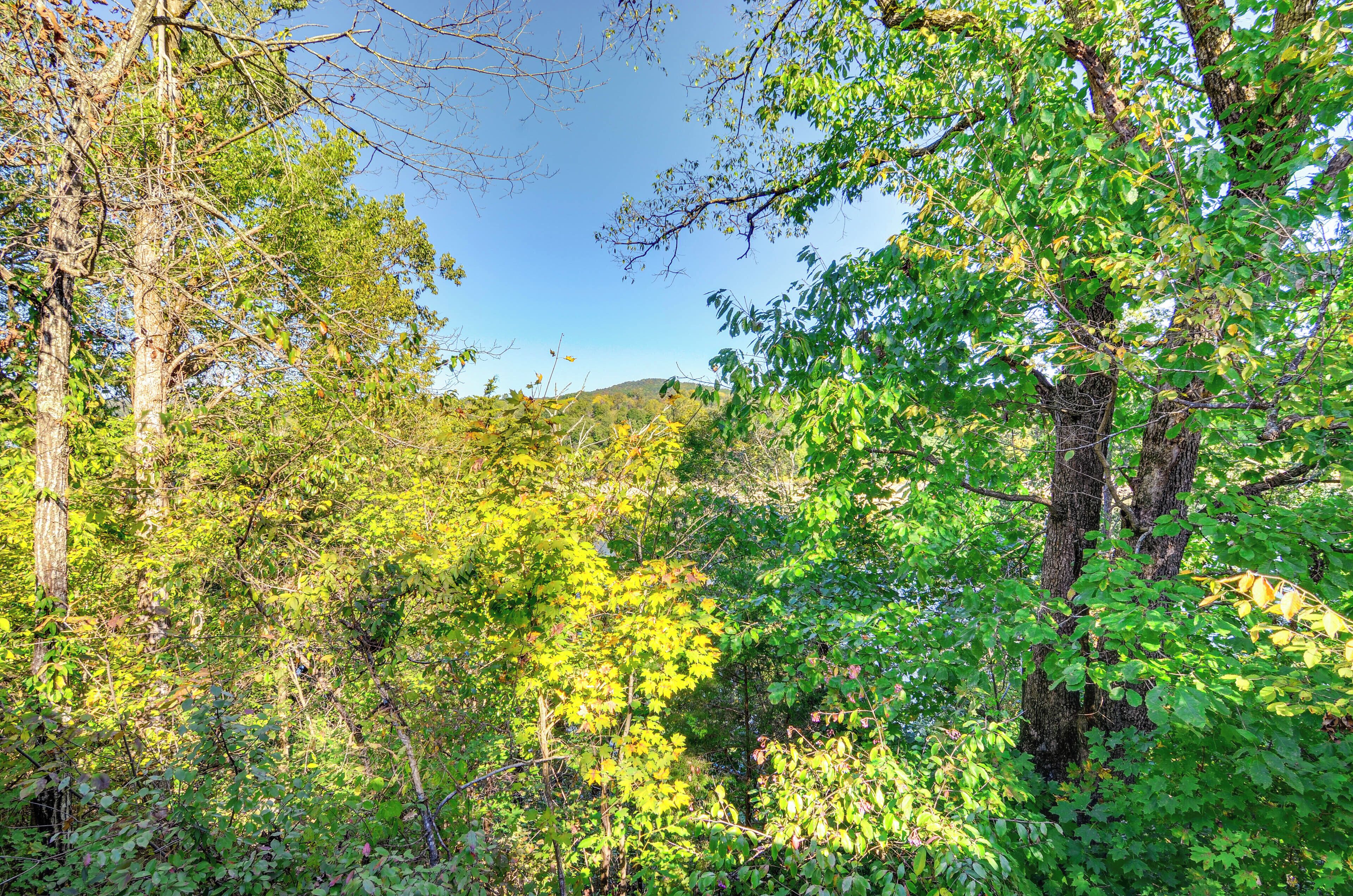 Un bosque denso con árboles altos y cielo despejado.
