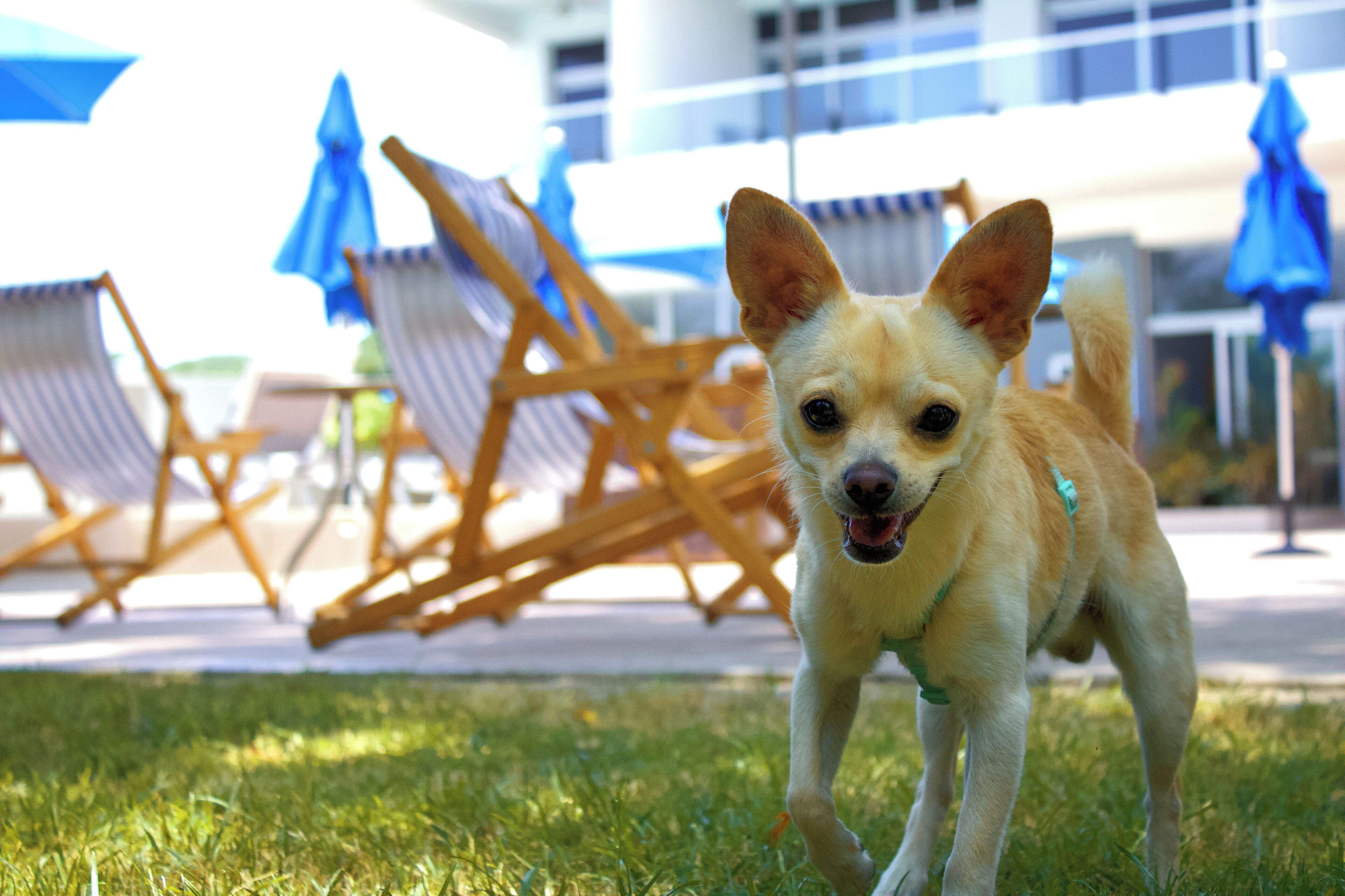 Ein Hund auf einer Wiese mit Gartenmöbeln und Sonnenschirmen im Hintergrund.