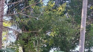 Una hamaca atada entre árboles en un entorno forestal exuberante y verde.
