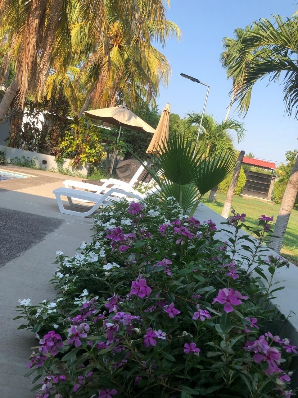 A garden area with a white lounge chair, a palm tree, and a street lamp.