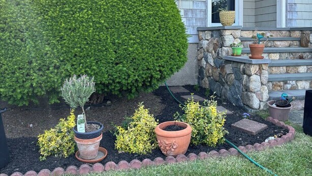 A house with a well-maintained front yard featuring a large, round, green hedge, several potted plants, and a stone staircase leading to the front door. - Experience Classic Charm in a Cozy 115-Year-Old Colonial (Waltham)