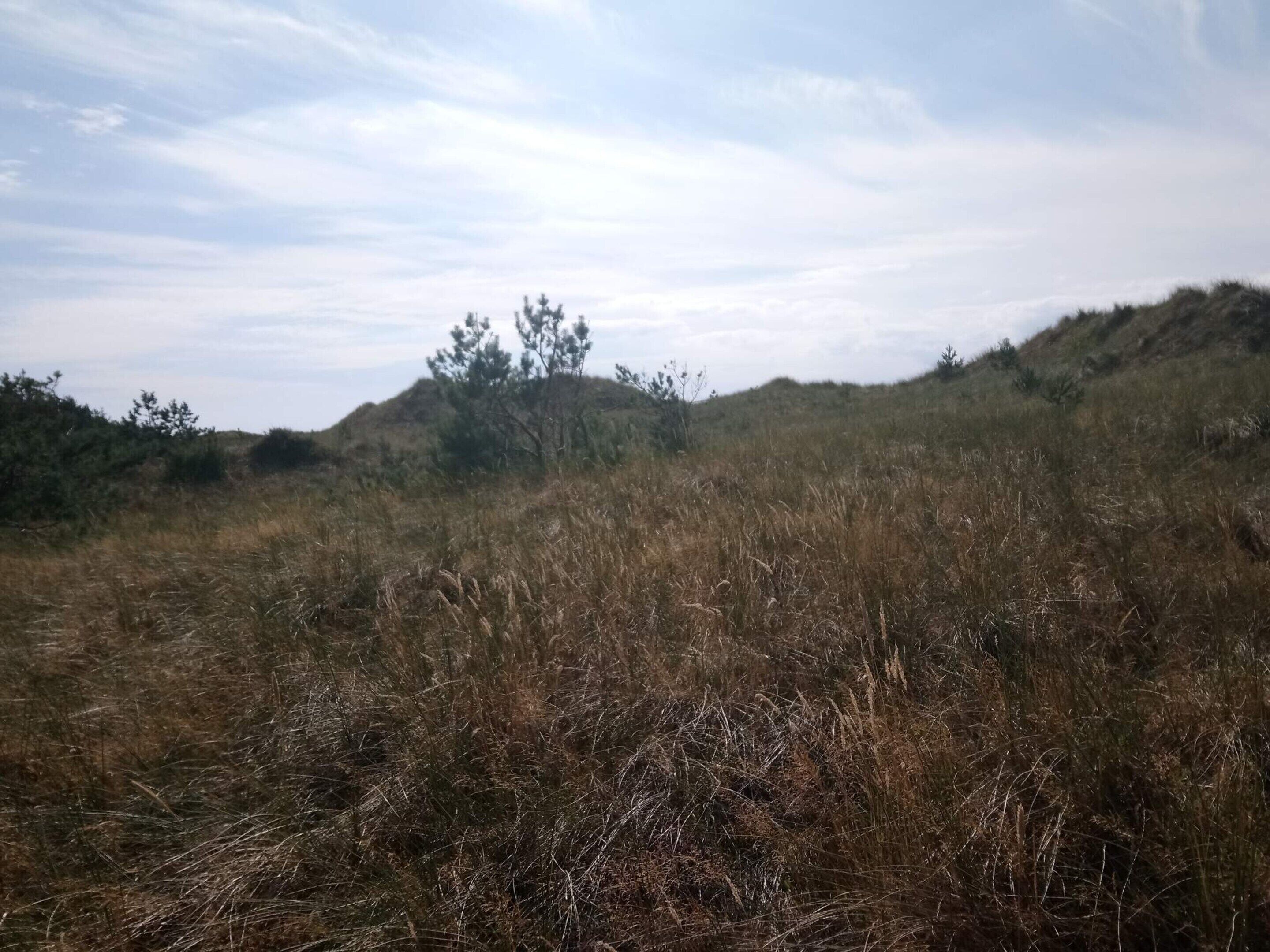 A natural landscape with dry grass and sparse trees.