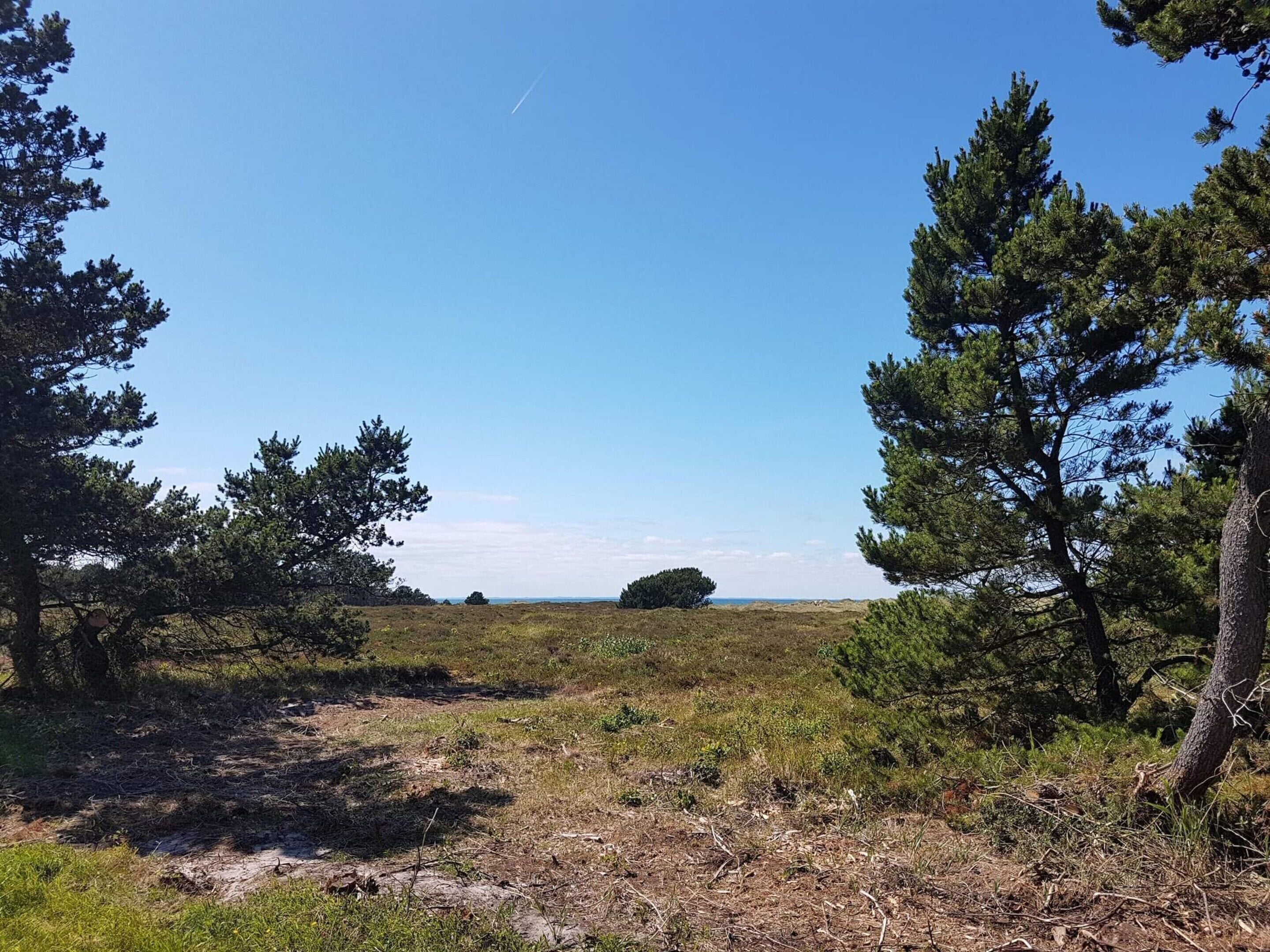 A natural landscape with trees and a clear sky.