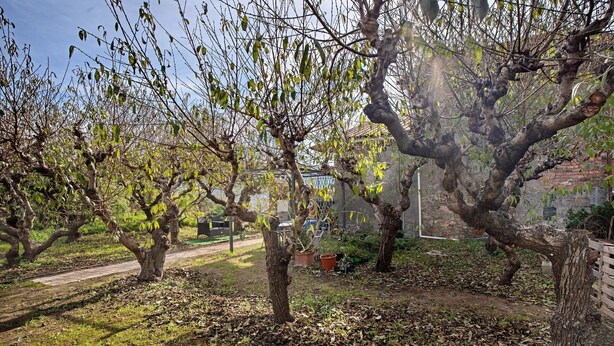 Un jardín con árboles, un sendero y un muro de ladrillo.