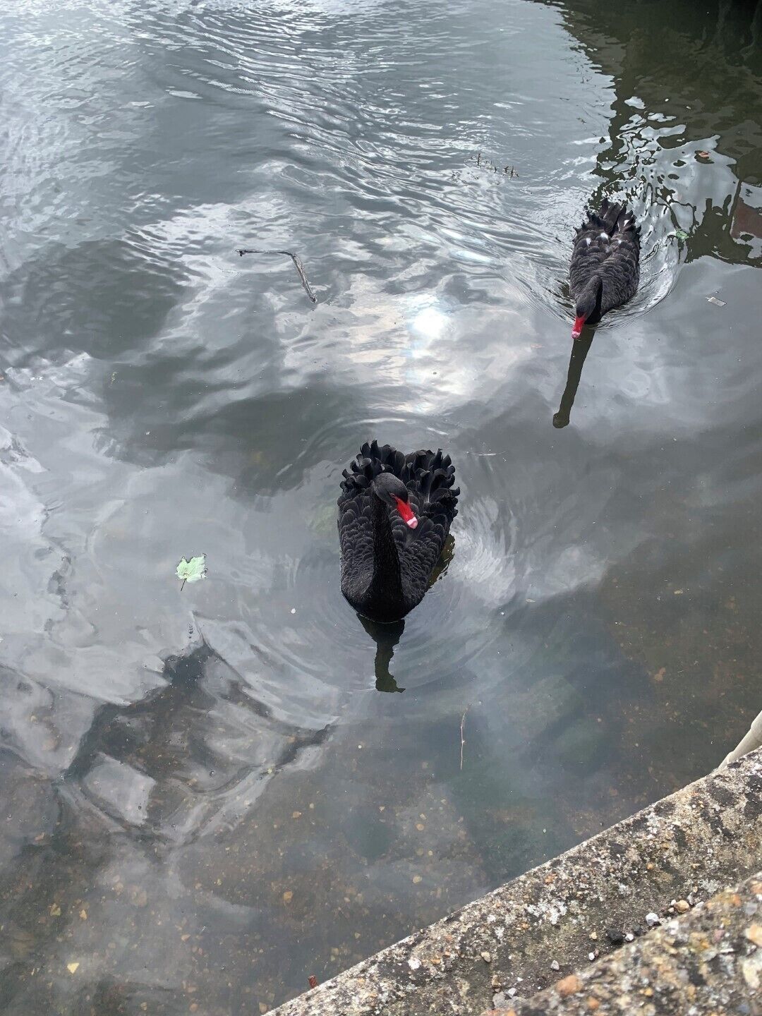 Ein schwarzer Schwan schwimmt in einem Gewässer.
