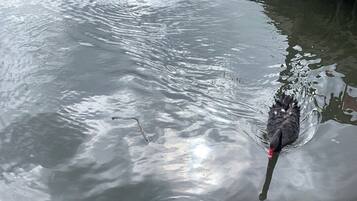 Ein schwarzer Schwan schwimmt in einem Gewässer.