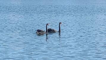 A calm body of water with two birds floating. In the background, there are multi-story buildings with balconies.