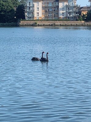 A calm lake with two black swans swimming. In the background, there are multi-story buildings with balconies. - Perfect 2-bedroom house, Albert cottage with WiFi in charming Southampton (Southampton)